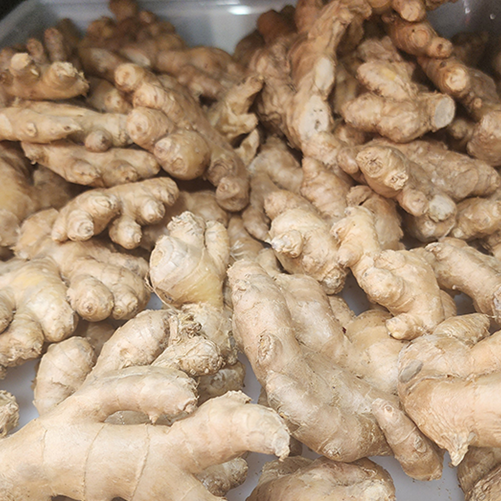 Ginger Roots Plants