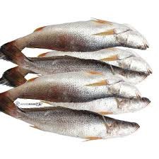 Croaker Fish